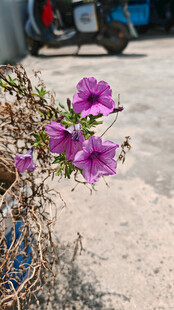 院子里中绽放的紫色牵牛花