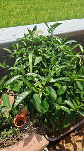 盆栽绿植生机勃勃