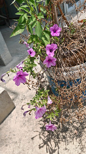 篮中绽放的紫色牵牛花