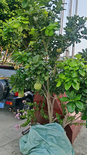 庭院中的柚子树与果实