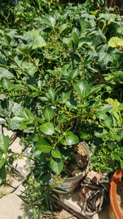 精致盆栽绿植展示