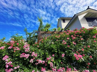 蓝天下繁花簇拥的温馨住宅