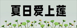 夏日爱上莲