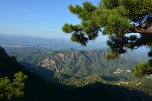 山巅松景 远眺壮阔山峦
