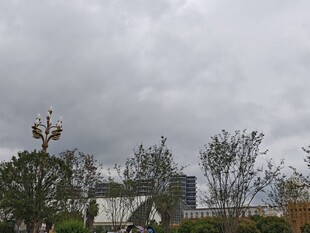 阴天城市景观中的树木建筑