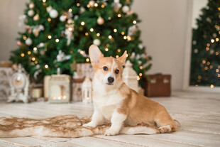 圣诞树下的可爱柯基犬