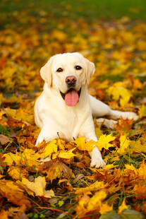 秋日里的可爱拉布拉多犬