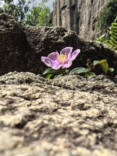 石缝中绽放的紫色小花