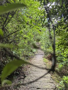 林间小径 绿意盎然的漫步道