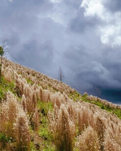 山坡上的芒草与阴沉天空