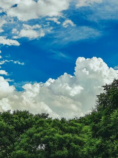 蓝天白云下的葱郁树林