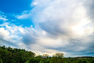 蓝天白云下的葱郁树林