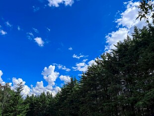 蓝天绿树间的清新景致