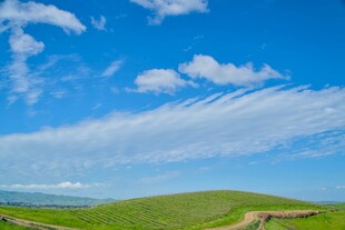 蓝天白云下的翠绿原野