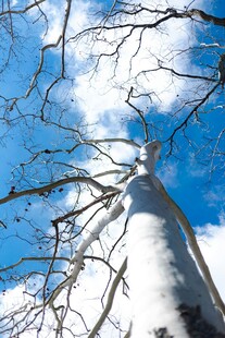 仰视冬日光秃树木与蓝天