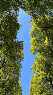 仰观蓝天绿树美景