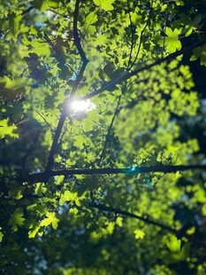 阳光穿透绿叶的清新景象