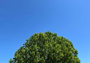 蓝天之下的葱郁大树