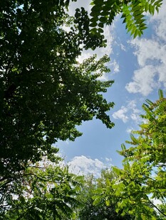 仰望蓝天绿树间的景致