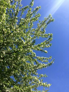 蓝天映衬下的繁茂绿树