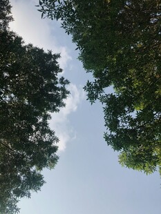 仰望树冠与蓝天