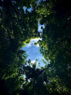 仰望林间蓝天绿意