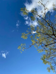 蓝天树枝间的清新景致