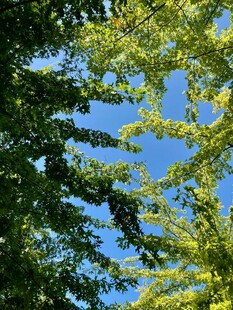 阳光下的繁茂树叶