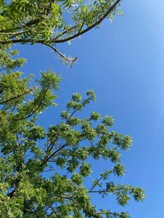 蓝天映衬下的翠绿树枝