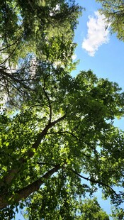 仰视葱郁树冠蓝天美景