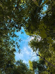 仰望林间蓝天