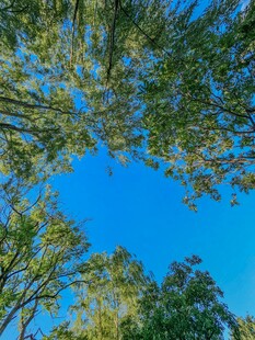 仰望蓝天绿树