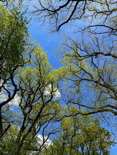 蓝天绿树间的自然景致