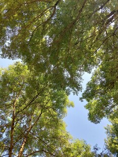 仰视葱郁树林蓝天美景