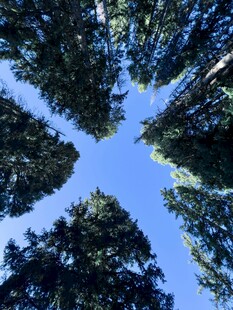 仰望森林树冠与蓝天