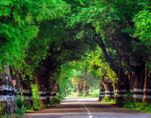 绿荫成拱的林间道路