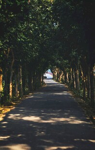 林间阳光小道