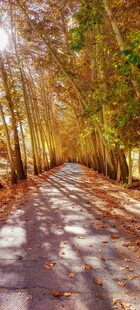 秋日林间小道美景