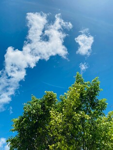 蓝天绿树间的白云美景