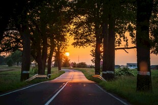 夕阳下的林间公路美景