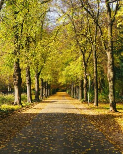 秋日林间小道美景