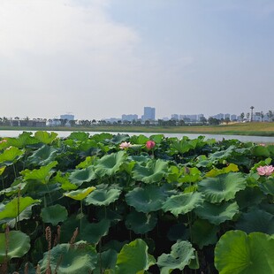 夏日荷塘美景