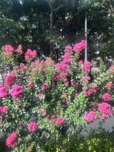 痒痒花
