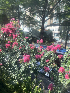 紫薇花