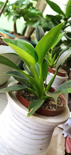 白色花盆中的翠绿金钻