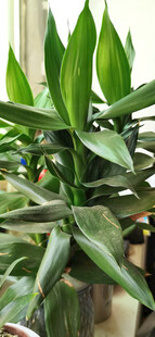 翠绿富贵竹盆栽