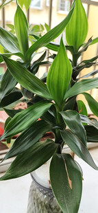 翠绿斑纹富贵竹生机盎然