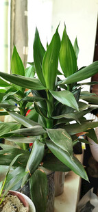 室内翠绿富贵竹植物