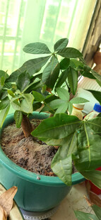 翠绿盆栽植物生机满满