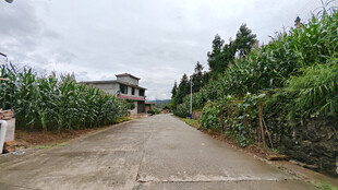 乡村小路旁的绿植与房屋